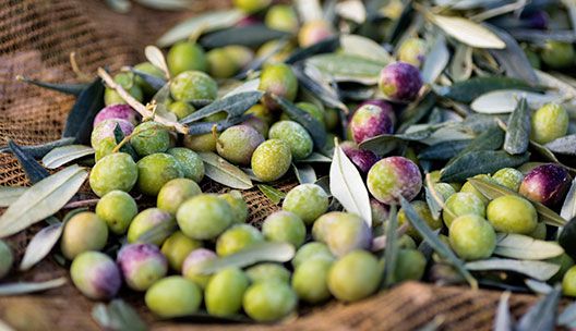 Olive Oil Plants