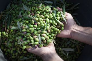 Olio Intini de Alberobello: «Empresa del Año» Flos Olei Olio Intini de Alberobello: «Empresa del Año» Flos Olei