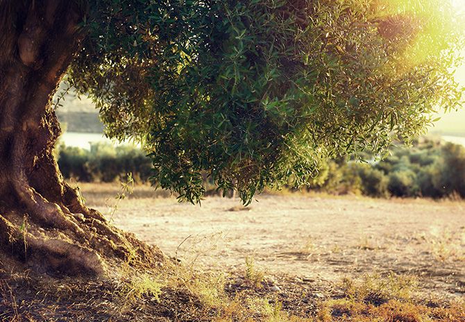 Olive Oil Olive Oil